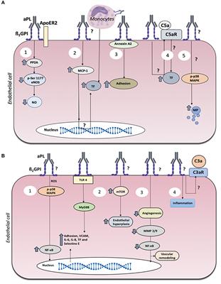 Mechanisms of Endothelial Dysfunction in Antiphospholipid Syndrome: Association With Clinical Manifestations